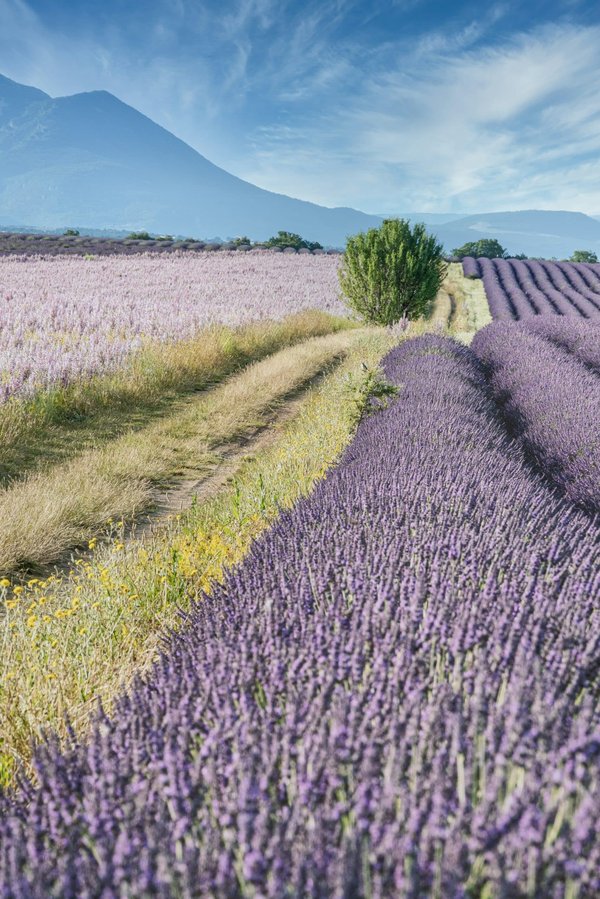 Quelle est la meilleure période pour une excursion dans les champs de lavande de Valensole, France ?