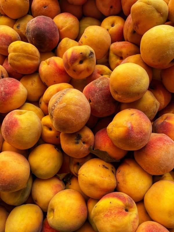 Comment découvrir la tradition de la pêche à la mouche en Écosse : cours et rivières ?