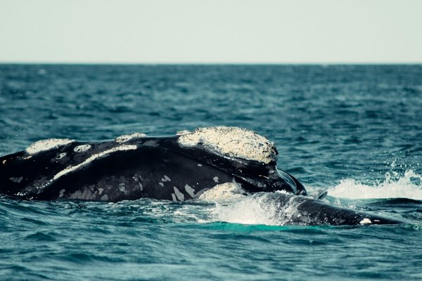 À quel moment observer les baleines en Argentine ?